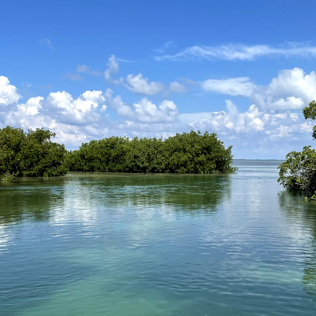 Everglades image